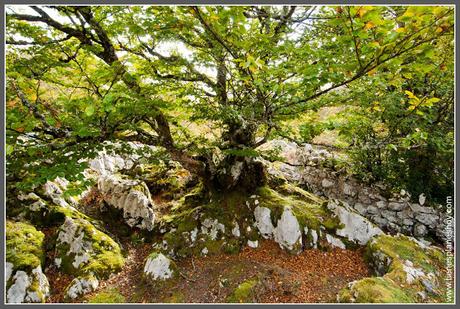 Lagos de Covadonga: Bosque Palomberu