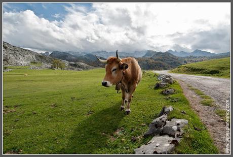 Vaca en Lagos de Covadonga