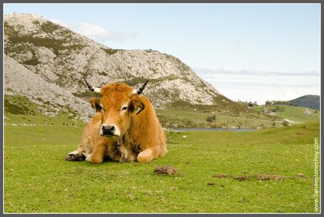 Vaca en Lagos de Covadonga