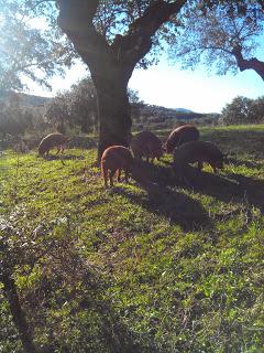 La montanera se pierde