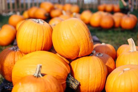 Pumpkins-orange-halloween-aminta-online-14