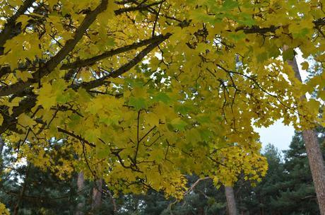 En busca del colorido del otoño...