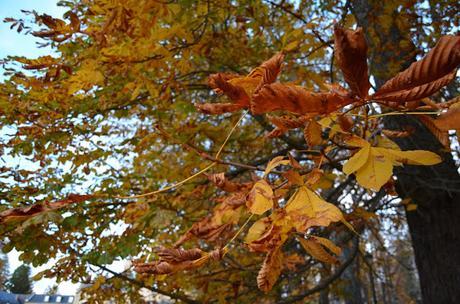 En busca del colorido del otoño...