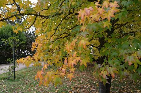 En busca del colorido del otoño...