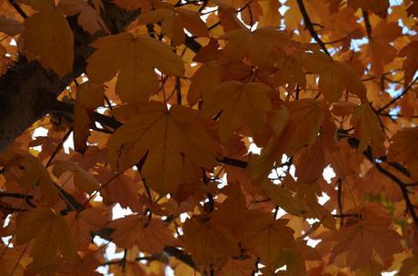 En busca del colorido del otoño...