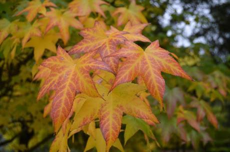 En busca del colorido del otoño...