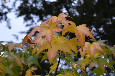 En busca del colorido del otoño...