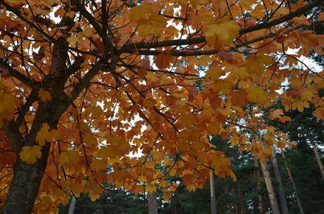 En busca del colorido del otoño...
