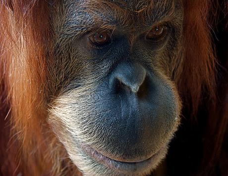 Orangutan-Sad_Kiani
