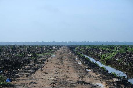 aceite palma deforestacion Riau, Sumatra