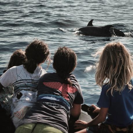 Viendo delfines mulares en Tenerife