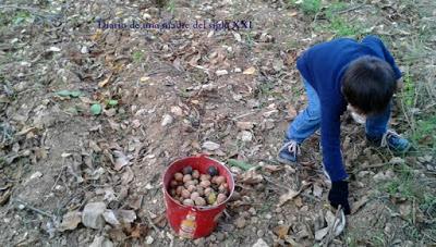 Miércoles Mudo: Recogiendo nueces