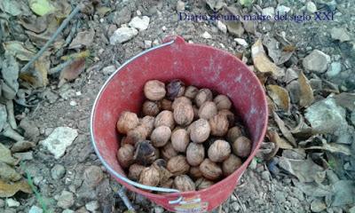 Miércoles Mudo: Recogiendo nueces