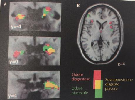 S.V.V. & Neuronas espejo