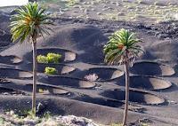 El creativo y espectacular paisaje de La Geria