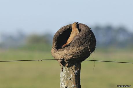 Hornero construyendo su nido