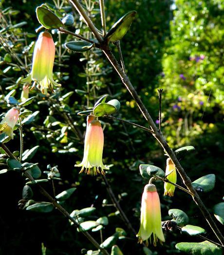 El jardín de La Saleta en otoño, del 1 al 31 de octubre de 2015. Saleta's Garden in autumn, October 1-31, 2015.