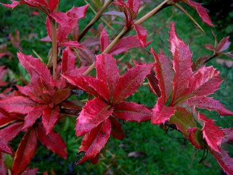 El jardín de La Saleta en otoño, del 1 al 31 de octubre de 2015. Saleta's Garden in autumn, October 1-31, 2015.