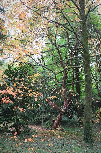 El jardín de La Saleta en otoño, del 1 al 31 de octubre de 2015. Saleta's Garden in autumn, October 1-31, 2015.