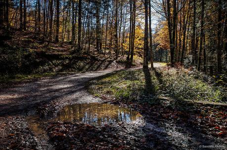 El bosque de Zabaleta en Irati