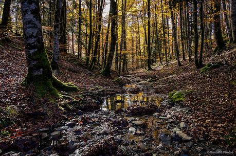 El bosque de Zabaleta en Irati