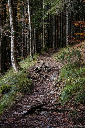 El bosque de Zabaleta en Irati