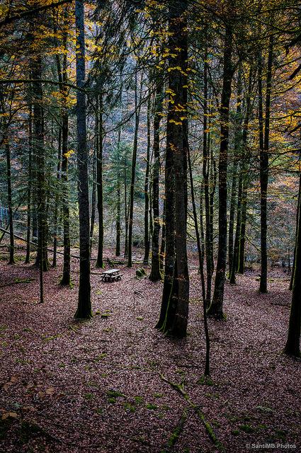 El bosque de Zabaleta en Irati