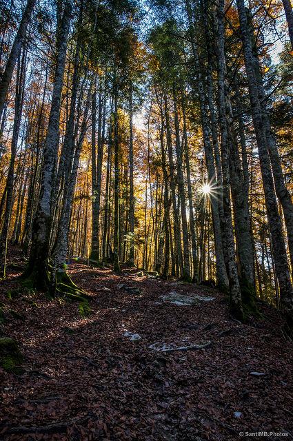 El bosque de Zabaleta en Irati