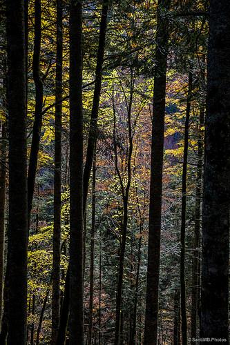 El bosque de Zabaleta en Irati