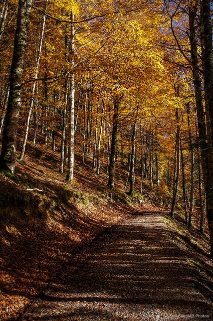 El bosque de Zabaleta en Irati