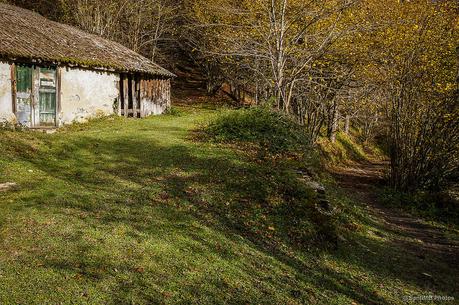 El bosque de Zabaleta en Irati