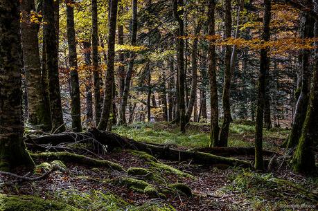 El bosque de Zabaleta en Irati