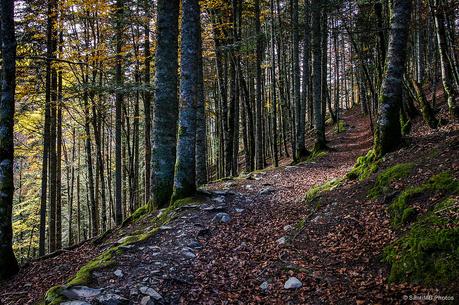 El bosque de Zabaleta en Irati