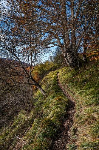 El bosque de Zabaleta en Irati