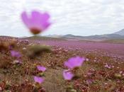 desierto atacama llena flores
