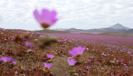 El desierto de Atacama en Chile ahora es un paraíso floreado [Fotos]