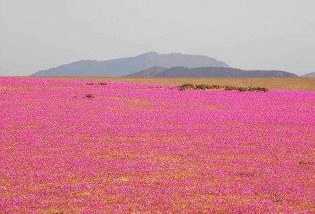 EL DESIERTO DE ATACAMA SE LLENA DE FLORES