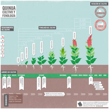 ¿Es sostenible la quinoa?