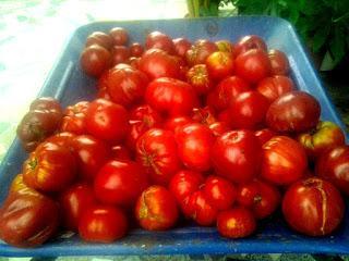 SALSA DE  TOMATE CONCENTRADA