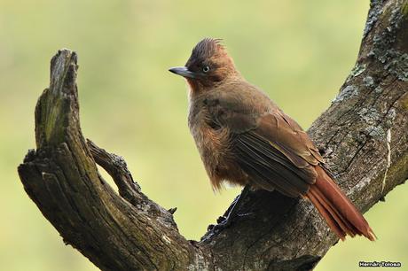 Cacholote castaño (Pseudoseisura lophotes)