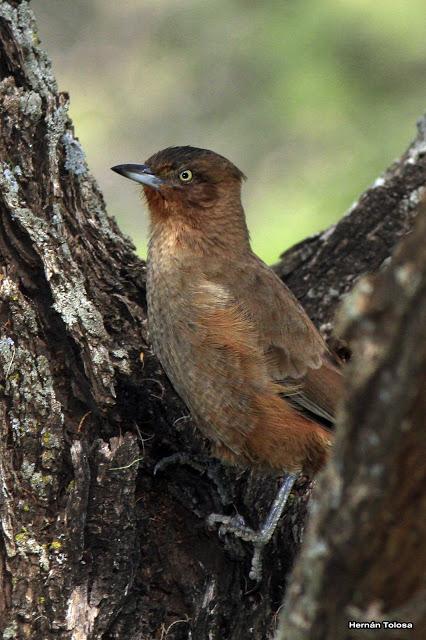 Cacholote castaño (Pseudoseisura lophotes)