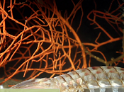 fondo. Acercar ámbito educativo