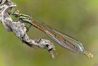 Para ampliar Pyrrhosoma nymphula (Sulzer, 1776) Caballito del diablo, aguja, hacer clic