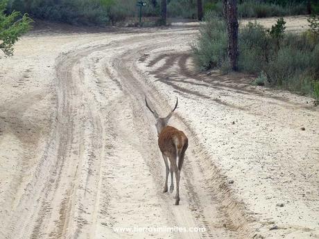 Un gamo en la zona de coto