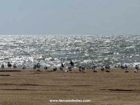 Playa de Doñana