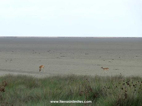 Las marismas de Doñana secas con la vera en primer plano