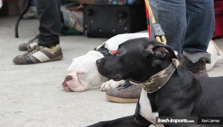 1ª concentración contra el maltrato animal. Coches y peludos