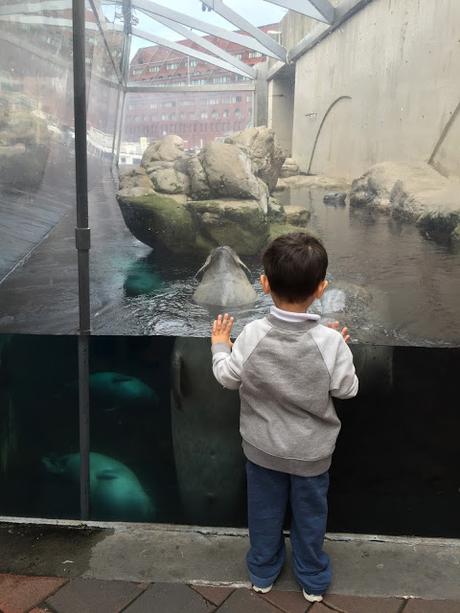 Día 8: Vacaciones en Familia - Acuario de Boston y The Chart Room