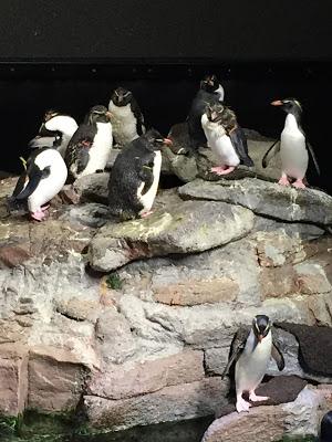 Día 8: Vacaciones en Familia - Acuario de Boston y The Chart Room