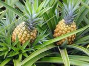 Como cultivar piña casa